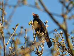 blackbird (male)
