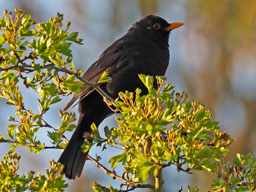 blackbird (male)