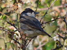 blackcap (male)