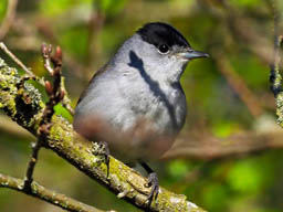 blackcap (male)