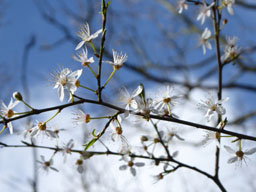 blackthorn