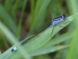 blue-tailed damselfly (female, violacea)