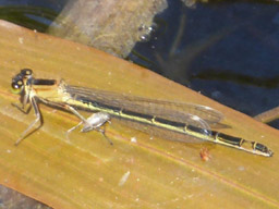 blue-tailed damselfly (female, infuscans)