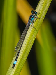 male blue-tailed damselfly