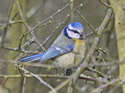 blue tit