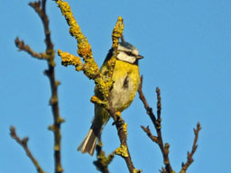 blue tit