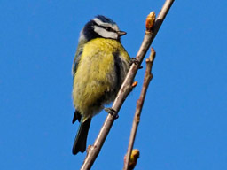 blue tit