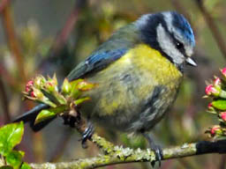 blue tit