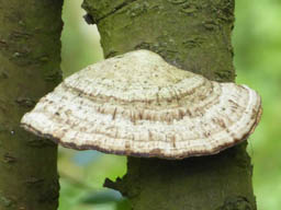 maybe blushing bracket