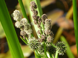 branched burr-reed