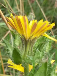 bristly oxtongue