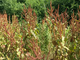 broad-leaved dock