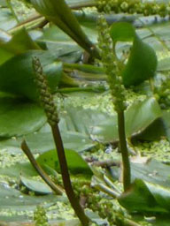 broad-leaved pondweed