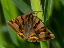 burnet companion moth