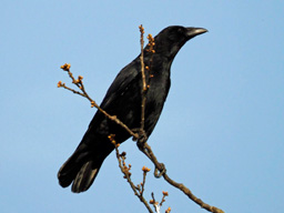 carrion crow