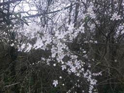 wild cherry blossom