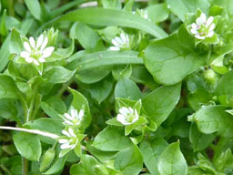 chickweed