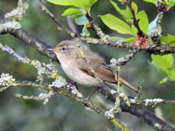 chiffchaff