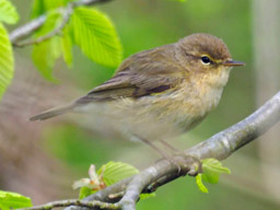 chiffchaff