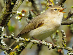chiffchaff