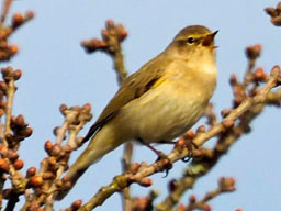 chiffchaff