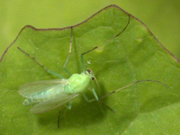 chironomid fly