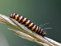 cinnabar moth caterpillar