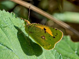 clouded yellow butterfly