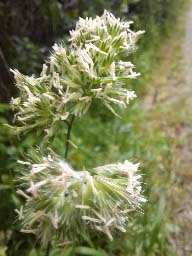 cock's-foot grass