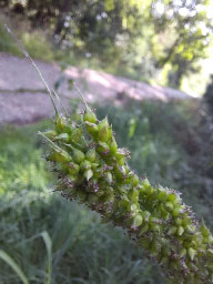 cockspur grass