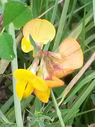 common bird's-foot trefoil