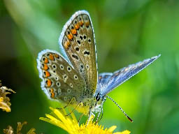 common blue