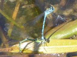 common blue damselfly - laying eggs
