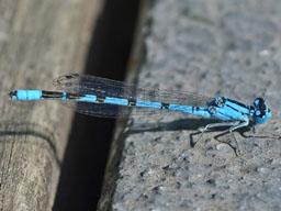 male common blue damselfly