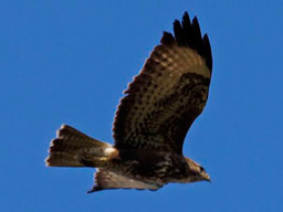 common buzzard