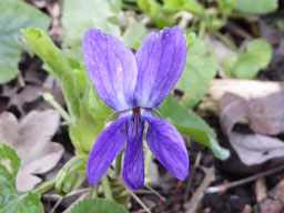 common dog violet