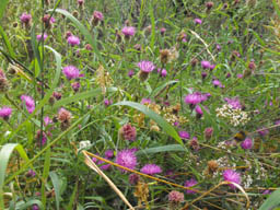 common knapweed