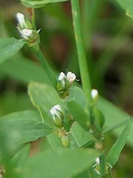 common knotgrass