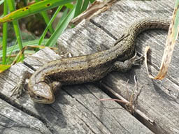 common lizard