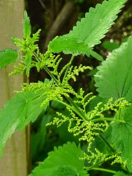 common nettle