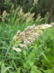 common reed