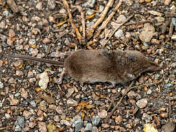 common shrew (dead)