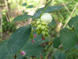 common snowberry