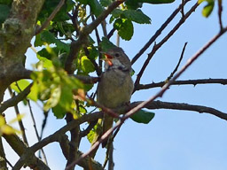 common whitethroat