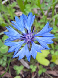 cornflower