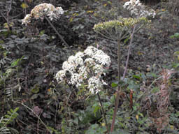 cow parsley