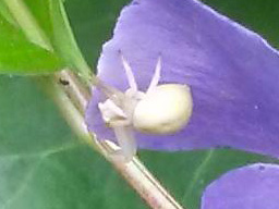 crab spider