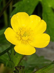 creeping buttercup