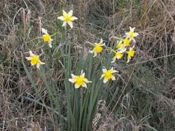 daffodils