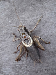male dark bush cricket